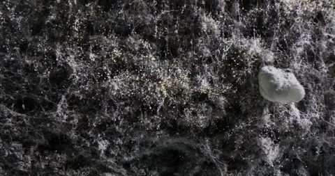 Bread mold is common mushroom Vidéo 266779219