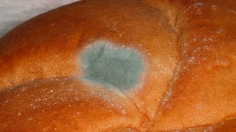 Bread mold Stock Footage 88746040