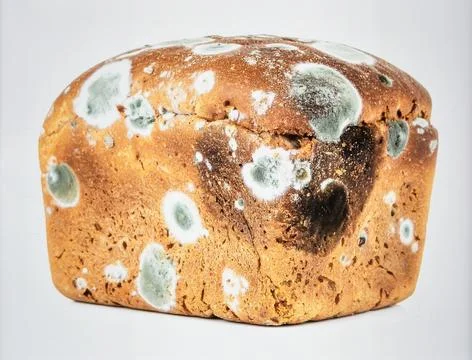 Bread Mold Isolated on White Background, Common Fungal Growth Representing .. Stock Photos