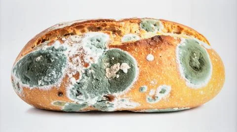 Bread Mold Isolated on White Background, Common Fungal Growth Representing .. Stock Photos