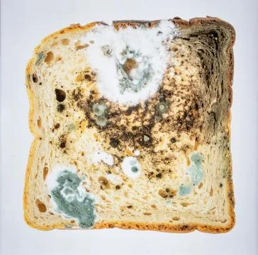 Bread Mold Isolated on White Background, Common Fungal Growth Representing .. Stock Photos