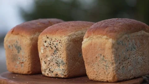 Bread Mold. Mould spoilage of bread Stock Footage 287401066