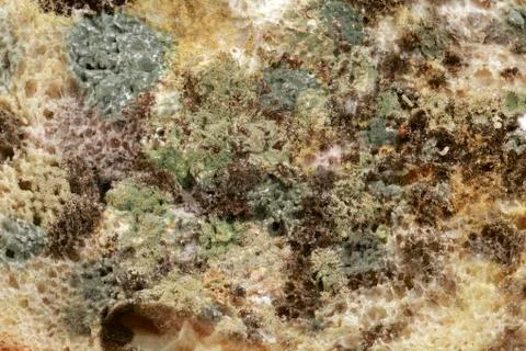 Bread Mold Stock Photos