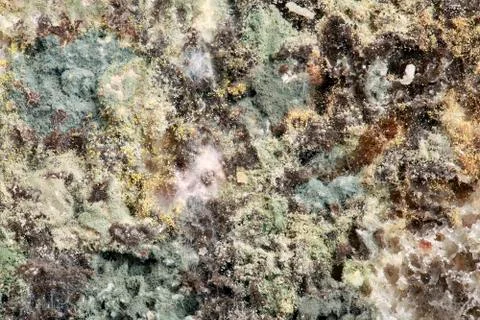 Bread Mold Stock Photos