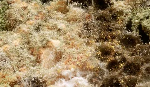 Bread Mold Stock Photos