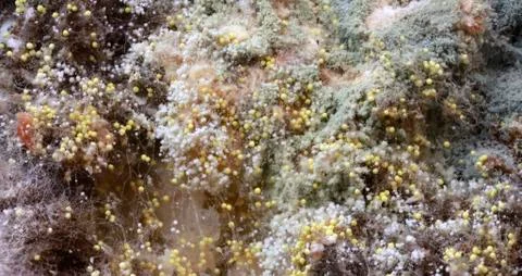 Bread Mold Stock Photos