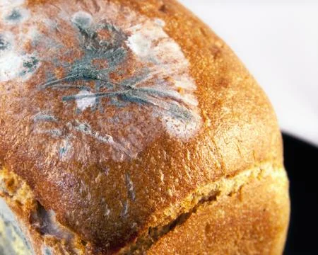 Bread with mold Stock Photos