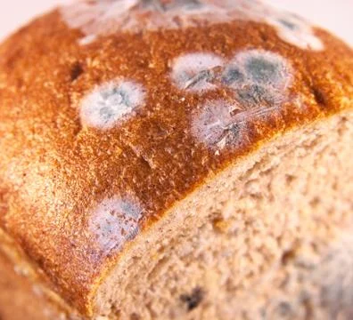 Bread with mold Stock Photos