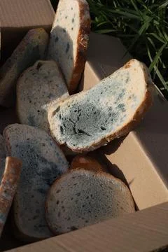 Bread with mold Stock Photos