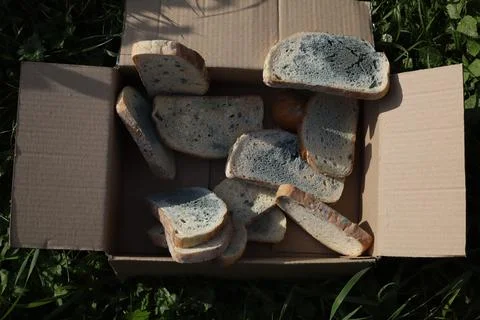 Bread with mold Stock Photos