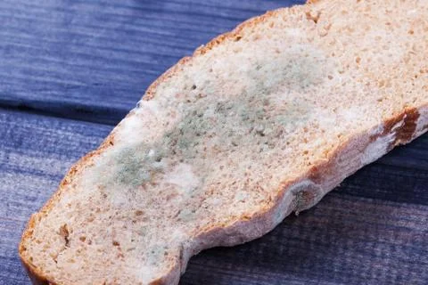 Bread with mold on the table Stock Photos
