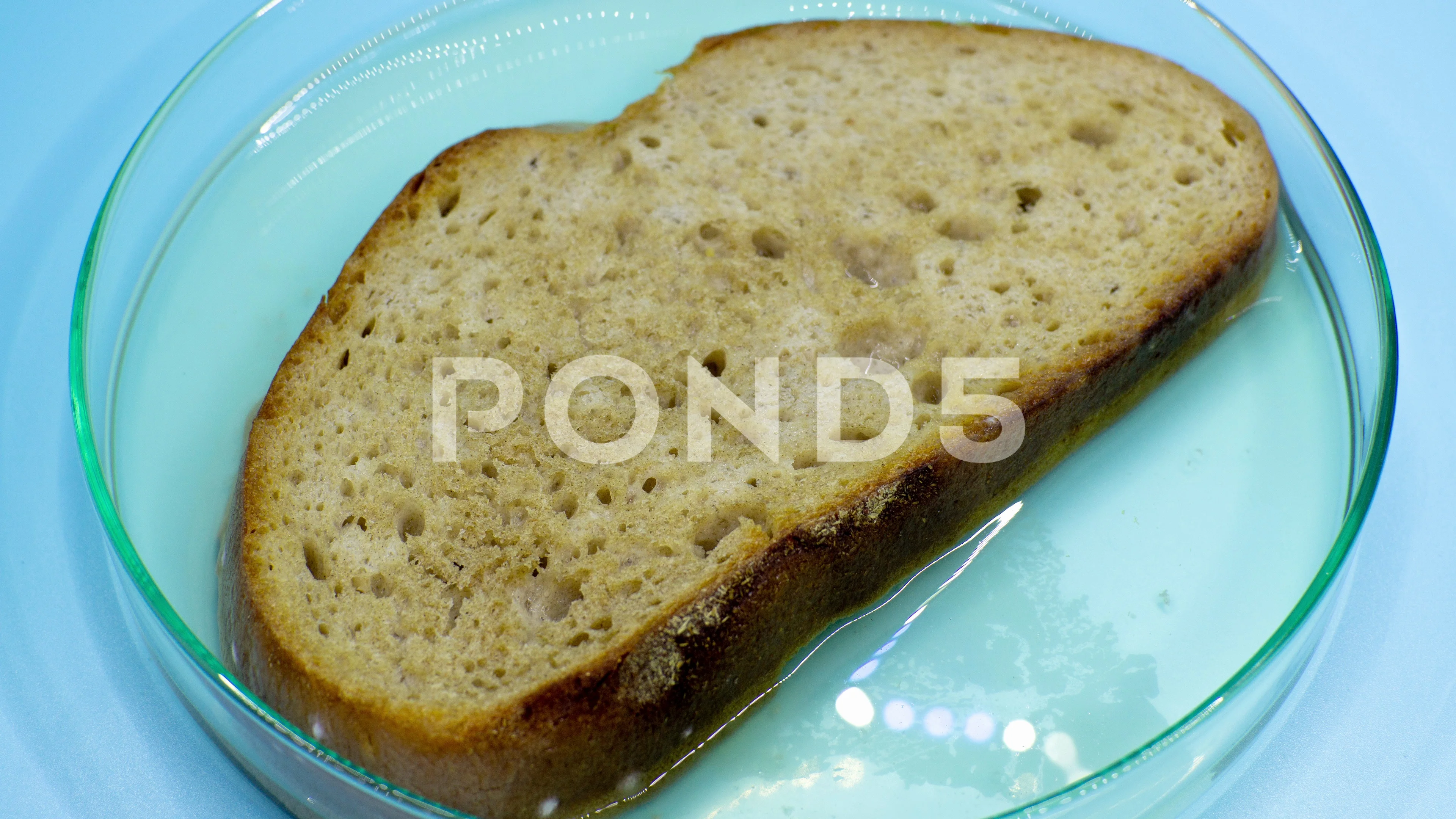 Close-up Illustration Of Bread Mold, Black Fungus Occur On Bread