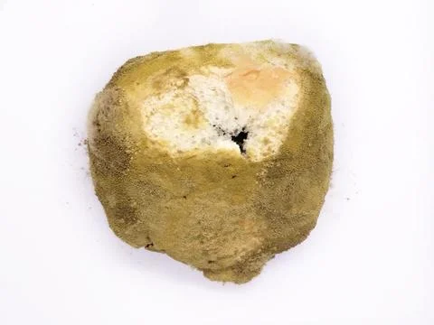 Bread is moldy Stock Photos