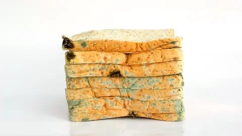 Bread moldy on a white background. Stock Photos
