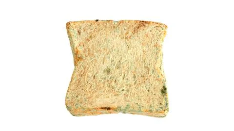 Bread moldy on a white background. Stock Photos