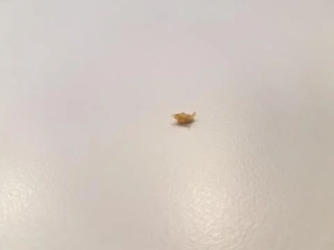 A bread or cookie crumb on a white surface Stock Photos