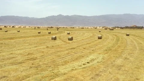 Bread production concept. Flying above golden field of bales of mowed hay. Piles Stock Footage 155625903
