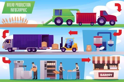 Bread production process vector infographic, combine harvests wheat fields Stock Illustration