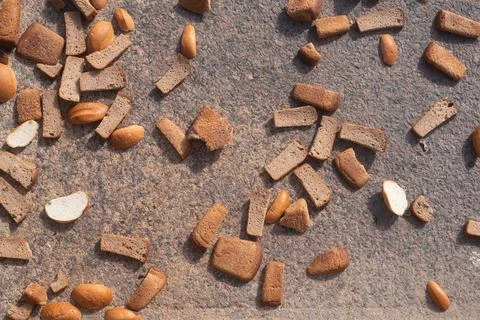 Bread thrown on ground. The wrong way to dispose of food. Stock Photos