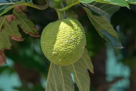 Bread tree fruit detail close up Foto stock