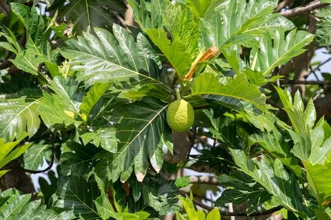 Bread tree fruit in polynesia Foto stock