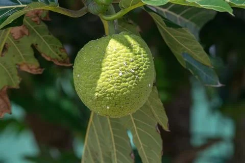 Bread tree fruit in polynesia Foto stock