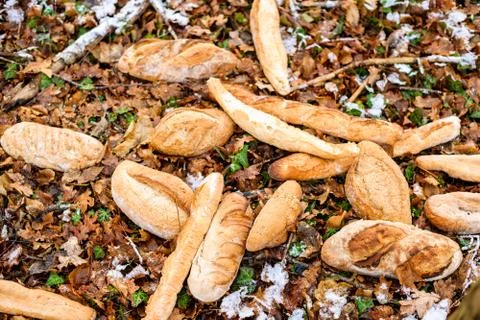 Bread trown away in forest Foto stock