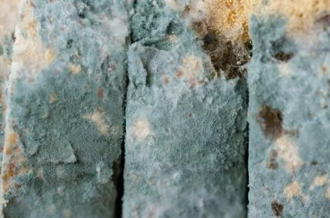 Bread wastage and Moldy bread slices Stock Photos