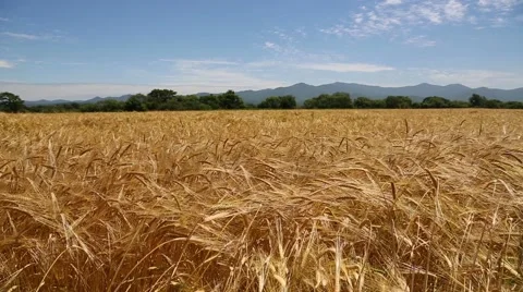 Bread wheat against the blue sky. Stock Footage 53176614