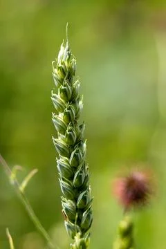 Bread wheat close up with blurred background Stock Photos