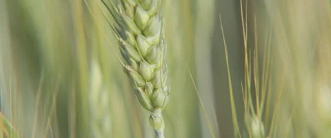 Bread wheat  ears with yunripe seed 5.7K anamorphic footage Video stock 312595215