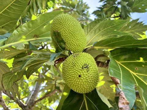 Breadfruit and the tree Stock Photos