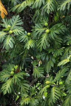 Breadfruit Artocarpus altilis Bread Fruit tree fruit Nosy Be Madagascar Foto stock