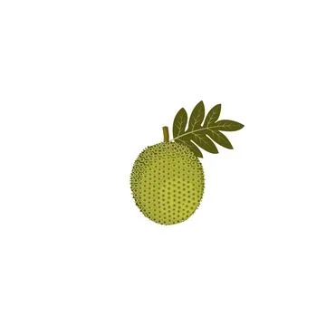 Breadfruit Artocarpus altilis Stock Illustration