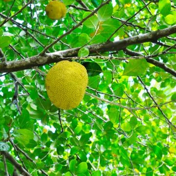 Breadfruit on a background of green leaves Stock-Fotos
