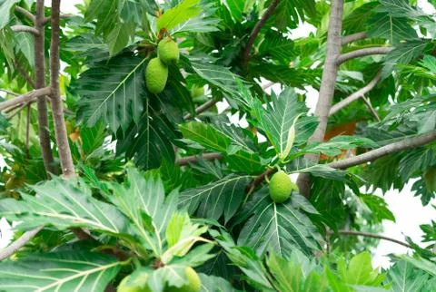 Breadfruit on breadfruit tree with green leaves in the garden. Tropical tree  库存照片