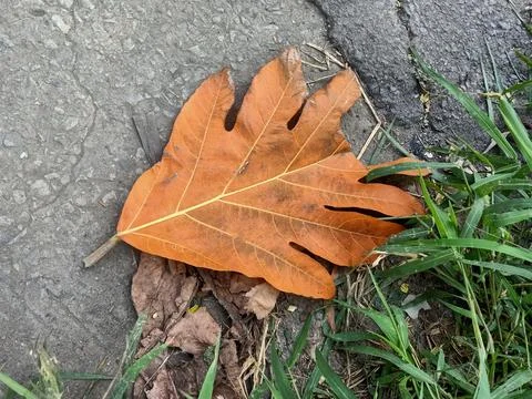 Breadfruit Dry Leaf Stock Photos