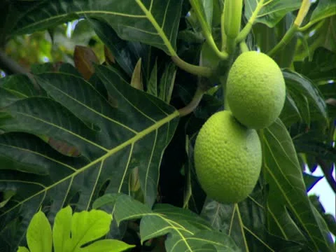 Breadfruit Stock-Footage 22242823