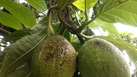 Breadfruit Stock Footage 327848818