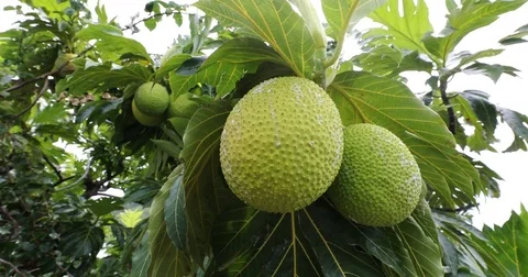 Breadfruit from French Polynesia Stock Footage 84666191