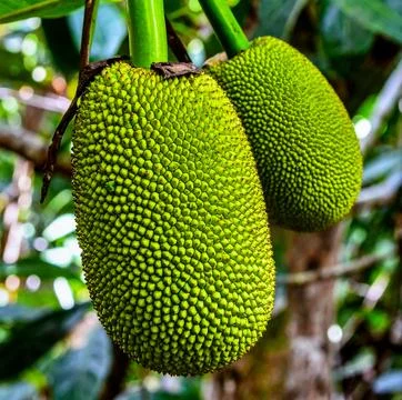 Breadfruit with green segmented skin hanging from branch in humid island fore Stock Photos