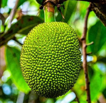 Breadfruit with green segmented skin hanging from branch in humid island fore Stock Photos