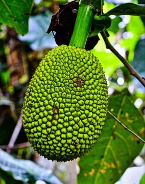 Breadfruit with green segmented skin hanging from branch in humid island fore Stock Photos