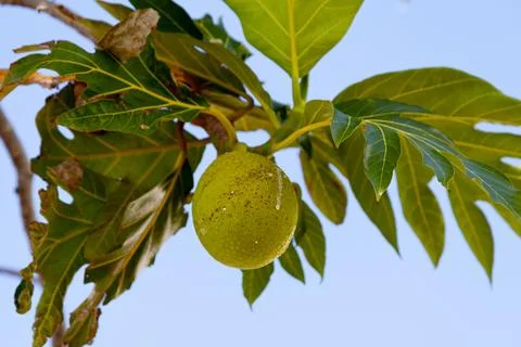Breadfruit hanging from a tree Stock Photos