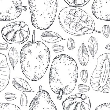 Breadfruit (jackfruit). Vector seamless pattern. Stock Illustration