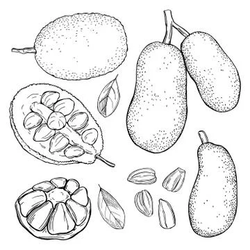 Breadfruit (jackfruit). Vector sketch  illustration. Stock Illustration
