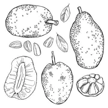 Breadfruit (jackfruit). Vector sketch  illustration. Stock Illustration