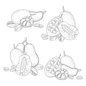 Breadfruit (jackfruit). Vector sketch  illustration. イラスト素材
