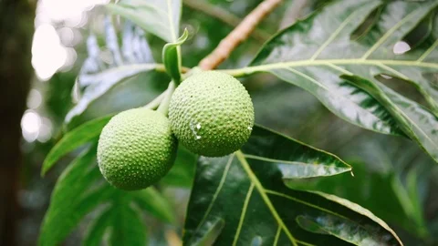 Breadfruit with latex sap Stock Footage