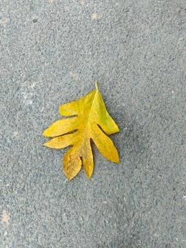Breadfruit leaf Stock Photos